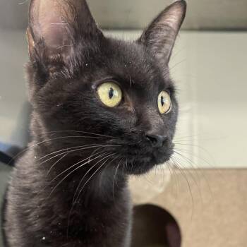 Reaper -  Domestic Short Hair Cat for Adoption in Reno, Nevada - Reaper | PetCurious