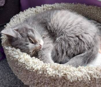 Domestic Short Hair Cats Available for Adoption in South Bend, Indiana - Lovebug * IN FOSTER * | PetCurious