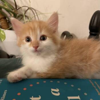 Wishbone -  Domestic Medium Hair Cat Available for Adoption in San Tan Valley, Arizona - Wishbone | PetCurious