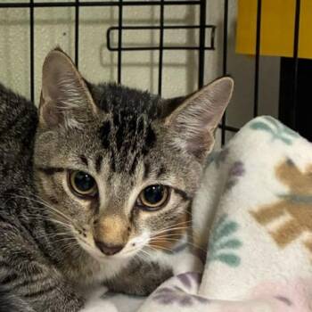 Carrie -  Domestic Short Hair Cat for Adoption in Bronson, Florida - Carrie | PetCurious