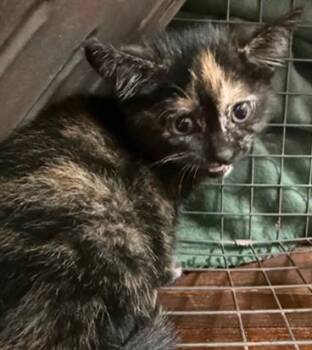 Domestic Short Hair Cats Available for Adoption in Fort Walton Beach, Florida - LEXI GREY | PetCurious