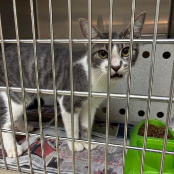 Stray - Ruff Davis Road 5 -  Domestic Short Hair Cat for Adoption in Roxboro, North Carolina - Stray - Ruff Davis Road 5 | PetCurious