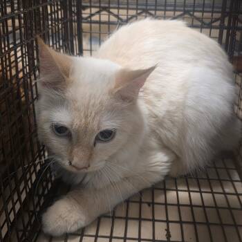 Dusty -  Domestic Long Hair Cat for Adoption in Lufkin, Texas - Dusty | PetCurious