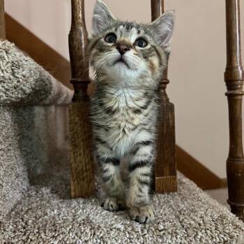 Momo -  Domestic Short Hair Cat for Adoption in Pardeeville, Wisconsin - Momo | PetCurious