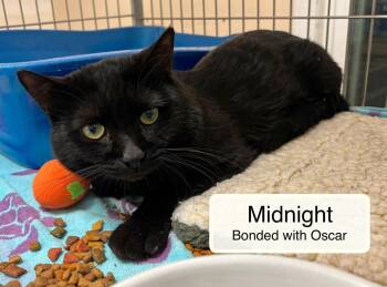 Domestic Short Hair Cats Available for Adoption - Midnight Bonded With Oscar | PetCurious