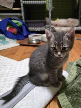 Teller -  Domestic Short Hair Cat for Adoption in Trenton, New Jersey - Teller | PetCurious