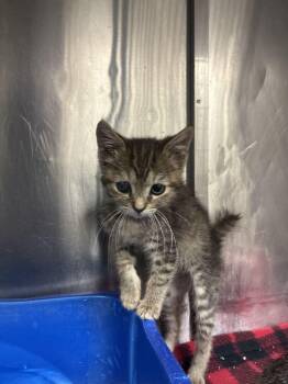 Sarah -  Domestic Short Hair Cat Available for Adoption in Marietta, Georgia - Sarah | PetCurious