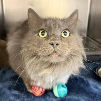 Clubhouse Mouse -  Domestic Long Hair Cat for Adoption in Gloucester, Virginia - Clubhouse Mouse | PetCurious