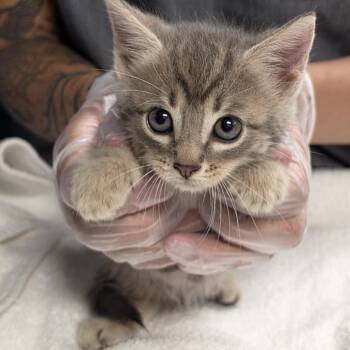Willow -  Domestic Short Hair Cat for Adoption in Newark, New Jersey - Willow | PetCurious