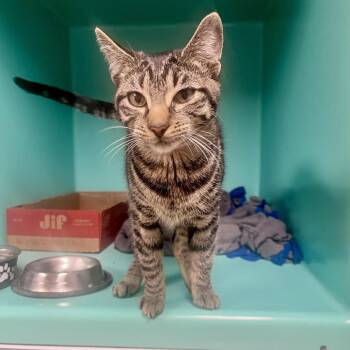SHIA-Stray-3162 (Hobgoblin) -  Domestic Short Hair Cat for Adoption in Owosso, Michigan - SHIA-Stray-3162 (Hobgoblin) | PetCurious