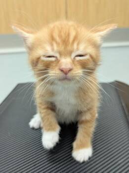 Domestic Short Hair Cats Available for Adoption - Mark | PetCurious