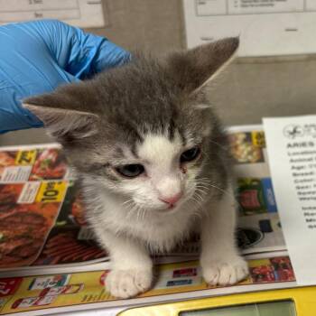 Aniri -  Domestic Short Hair Cat for Adoption in Yuma, Arizona - Aniri | PetCurious