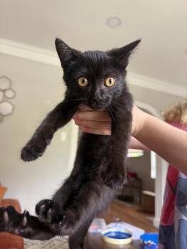 Salem -  Domestic Short Hair Cat for Adoption - Salem | PetCurious