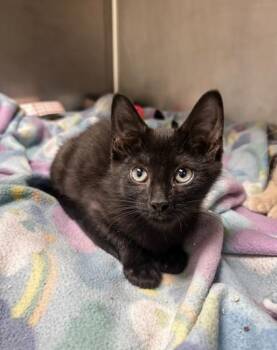 Opal -  Domestic Short Hair Cat for Adoption in Westland, Michigan - Opal | PetCurious
