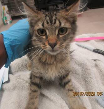 Meowther(689) -  Domestic Short Hair Cat for Adoption in Marietta, Georgia - Meowther(689) | PetCurious