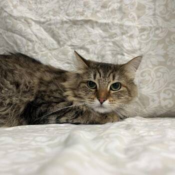 Rescue Domestic Medium Hair Cats for Adoption in Lyndhurst, Virginia - Azzaro | PetCurious