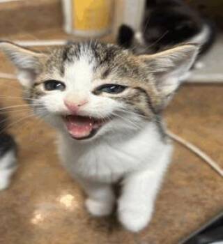 June -  Domestic Short Hair Cat for Adoption in Largo, Florida - June | PetCurious