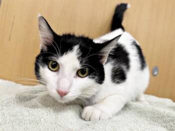 Domestic Short Hair Cats Available for Adoption - WHISKERS | PetCurious