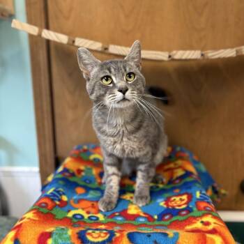 Jerome -  Domestic Short Hair Cat for Adoption in Fargo, North Dakota - Jerome | PetCurious
