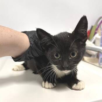 Yoda -  Domestic Short Hair Cat for Adoption in New York, New York - Yoda | PetCurious