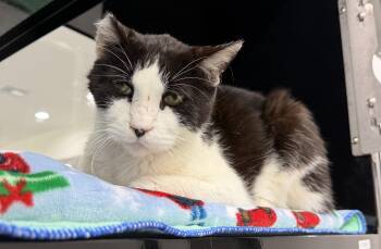 Kooku -  Domestic Short Hair Cat for Adoption in Tom Bean, Texas - Kooku | PetCurious