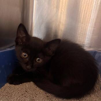 Hemingway -  Domestic Short Hair Cat for Adoption in Starkville, Mississippi - Hemingway | PetCurious
