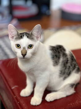 Rescue Manx and Domestic Short Hair Cats for Adoption in Zephyrhills, Florida - Violet (4782) | PetCurious