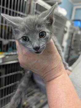 Rescue Domestic Short Hair Cats for Adoption in Rustburg, Virginia - Prince Charming - At Shelter | PetCurious