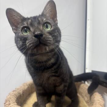 Bear -  Domestic Short Hair Cat Available for Adoption in Puslinch, Ontario - Bear | PetCurious