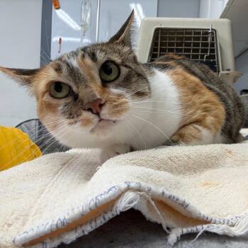 Mosaica -  Domestic Short Hair Cat for Adoption in Spokane, Washington - Mosaica | PetCurious