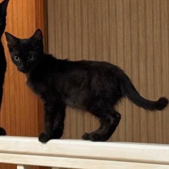 Peter -  Domestic Short Hair Cat for Adoption in San Antonio, Texas - Peter | PetCurious