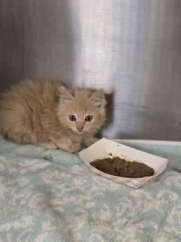 Edger -  Domestic Medium Hair and Domestic Short Hair Cat for Adoption in Roseville, California - Edger | PetCurious