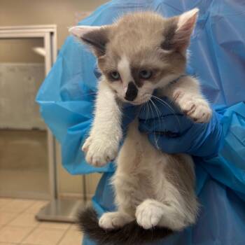 Mang -  Domestic Short Hair Cat for Adoption in Birmingham, Alabama - Mang | PetCurious