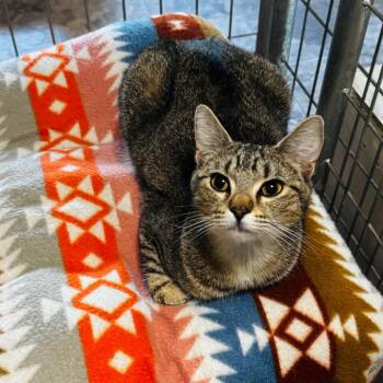 Lily Pad -  Domestic Short Hair Cat for Adoption in Brownsboro, Alabama - Lily Pad | PetCurious