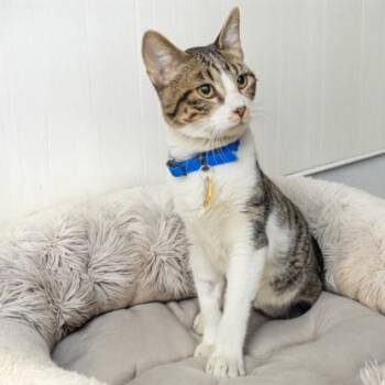 ROMEO -  Domestic Short Hair Cat for Adoption in St. Louis, Missouri - ROMEO | PetCurious