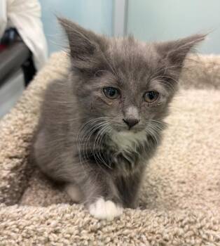 Ciabatta -  Domestic Long Hair Cat for Adoption in Columbia, Illinois - Ciabatta | PetCurious