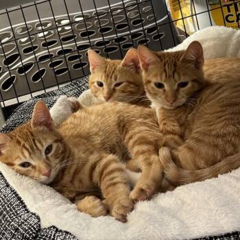 Domestic Short Hair Cats Available for Adoption - Burrata | PetCurious