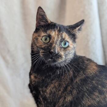 Domestic Short Hair Cats Available for Adoption in Eaton Rapids, Michigan - Brine Port 56128 | PetCurious