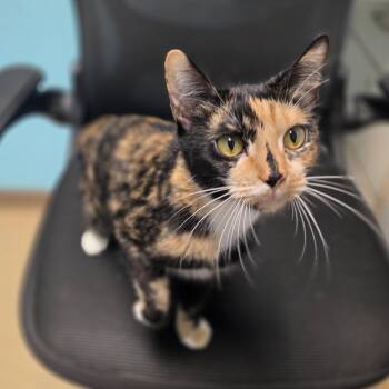 Kitty Hawk -  Domestic Short Hair Cat for Adoption in Brookings, South Dakota - Kitty Hawk | PetCurious