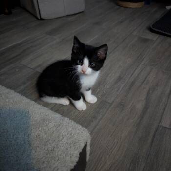 Domestic Short Hair Cats Available for Adoption in Newcastle, Oklahoma - Ruckus | PetCurious