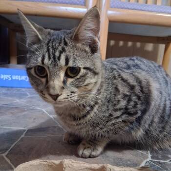 Rescue Domestic Medium Hair and Domestic Short Hair Cats for Adoption in Marion, Illinois - Pecan | PetCurious