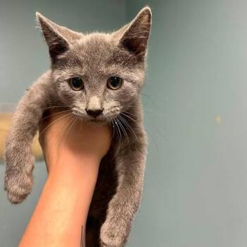 Mr. Grey -  Domestic Short Hair Cat for Adoption in Edwardsville, Illinois - Mr. Grey | PetCurious
