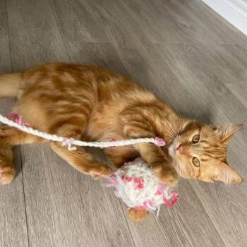 Chipotle -  Domestic Medium Hair Cat for Adoption in Puslinch, Ontario - Chipotle | PetCurious