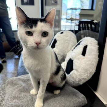 Domestic Short Hair Cats Available for Adoption - Nyla | PetCurious