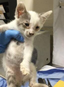 BELL -  Domestic Short Hair Cat for Adoption in Riverside, California - BELL | PetCurious