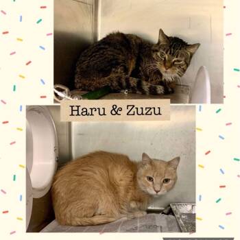 Rescue Domestic Short Hair Cats for Adoption in Wheeling, Illinois - Zuzu | PetCurious