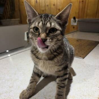 Graham -  Domestic Short Hair Cat for Adoption in Royal Oak, Michigan - Graham | PetCurious