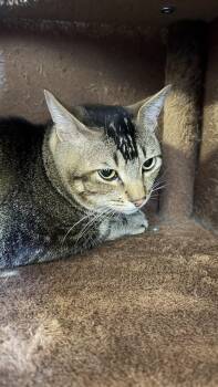 Hammi -  Domestic Short Hair Cat for Adoption in Ontario, California - Hammi | PetCurious