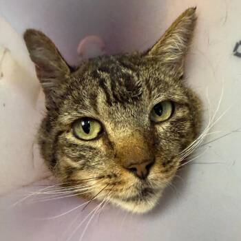 Gordon -  Domestic Short Hair Cat for Adoption in Salt Lake City, Utah - Gordon | PetCurious