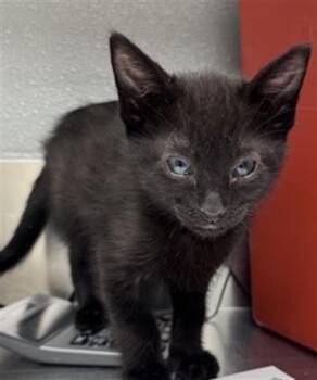 Domestic Short Hair Cats Available for Adoption in Las Vegas, Nevada - BIRRIA | PetCurious